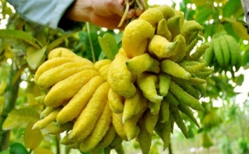 Bất ngờ trước công dụng trị bách bệnh của quả phật thủ